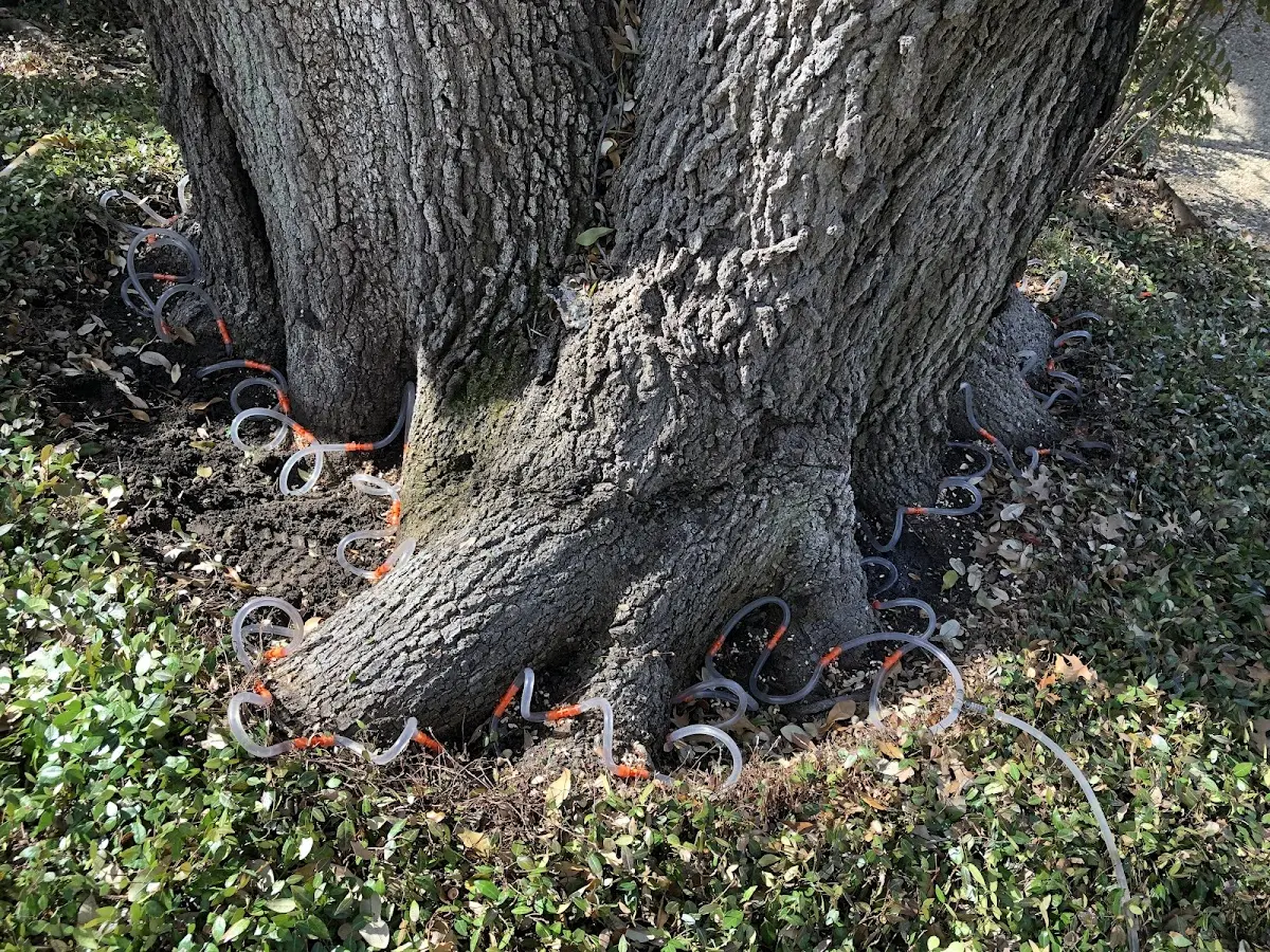 Detailed Tree Cabling and Bracing job site in Carrington